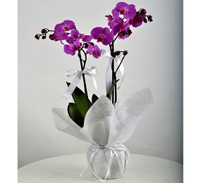 orkide mor 2li